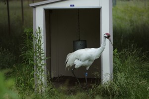 03whoopingcrane