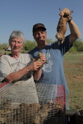 Handling Prairie Dog Relocating ~ Somebody's Gotta Do It