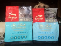 Fridays With Freddy: Open Letter to Orijen Pet Food