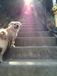 Fridays With Freddy: Magic Stairs