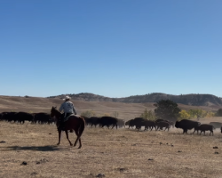 On the Range in South Dakota
